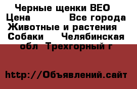 Черные щенки ВЕО › Цена ­ 5 000 - Все города Животные и растения » Собаки   . Челябинская обл.,Трехгорный г.